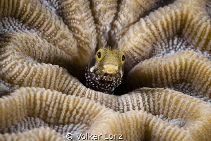 Blenny in a hardcoral by Volker Lonz 